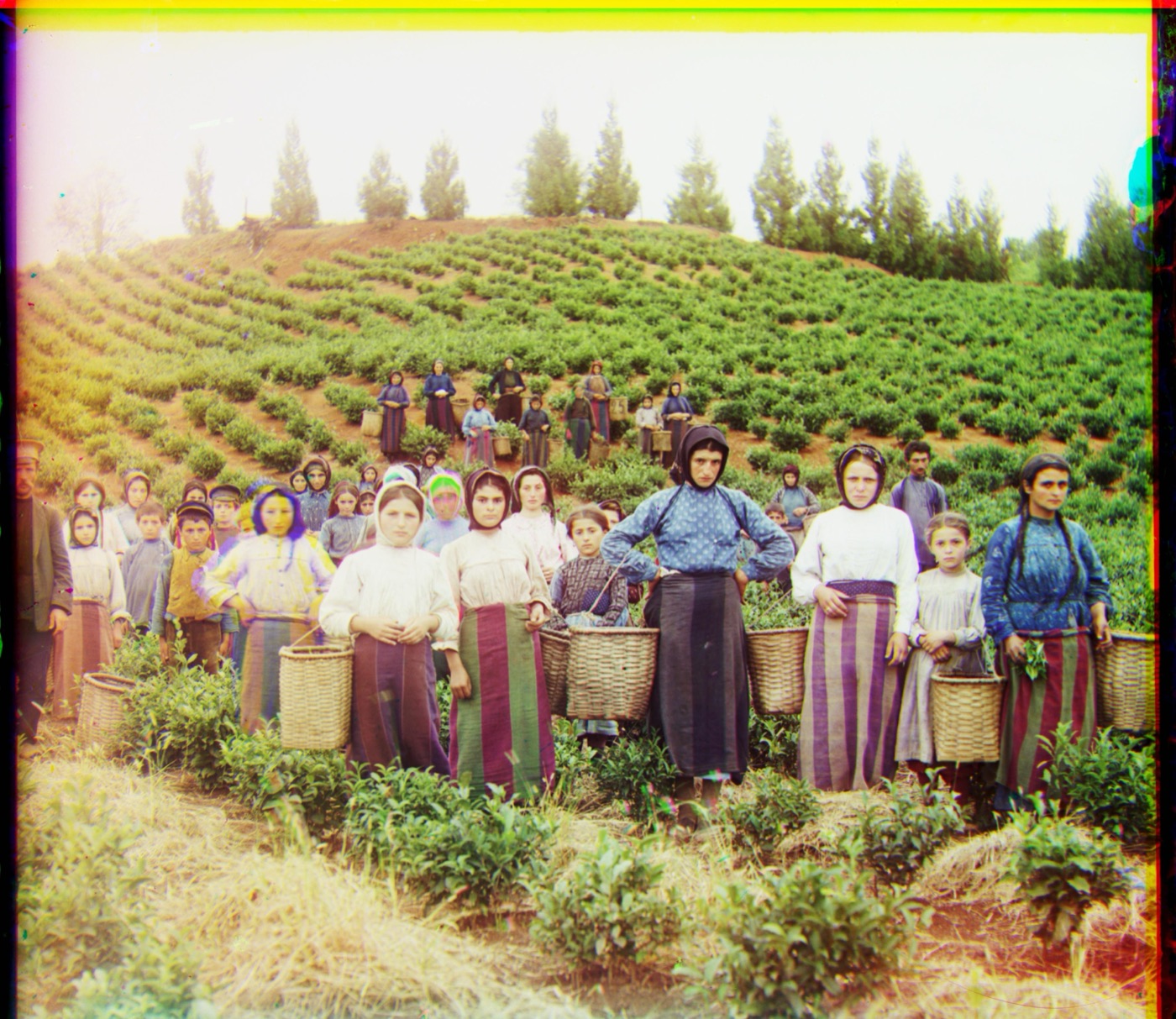 colorized harvesters